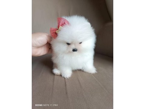 Pomeranian boo iki aylık erkek köpeğimiz