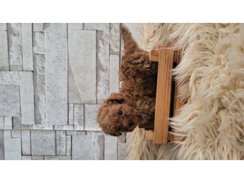 Minik poodle kurabiyeler