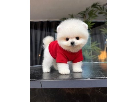 Orjinal pomeranian boo