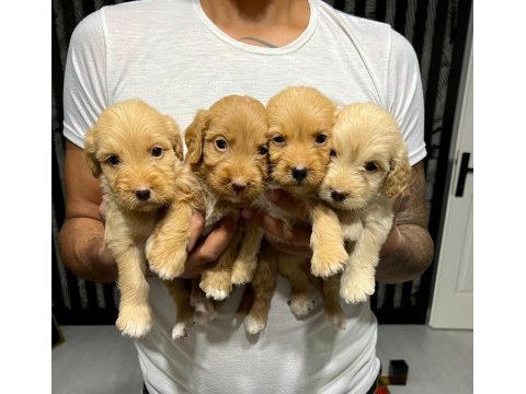 Maltipoo yavrular 4 dişi 3 erkek
