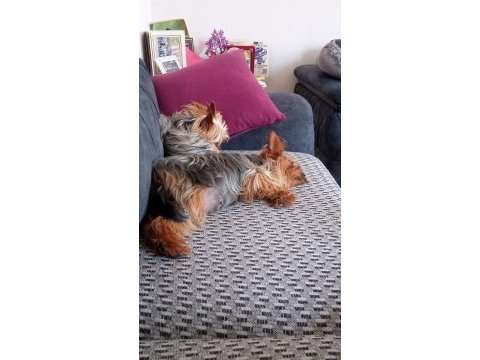 Yorkshire terrier can dostlara yuva arıyoruz