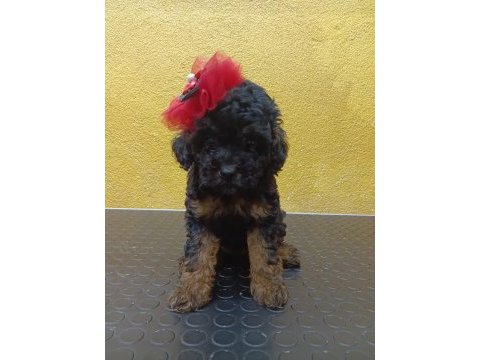 Poodle ve maltipoo yavrularımız yeni yuvasını arıyor