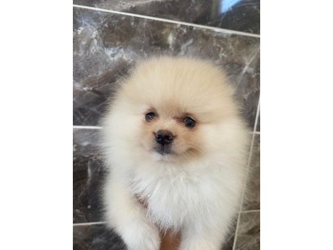 Tea cup pomerian