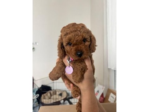 Acil sahiplendirilecek yavru toy poodle