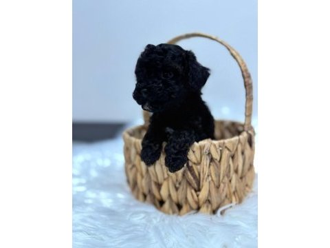 Siyah toy poodle yavrularımız