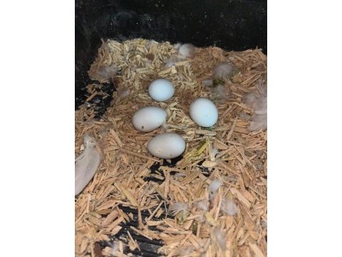 Yavru alınmış albino white face çift sultan papağanı