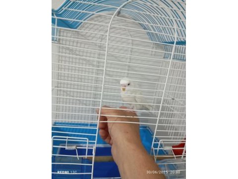 Ele alışkın konuşan erkek muhabbet kuşu