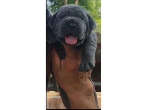 Cane corso 2 aylık köpekler