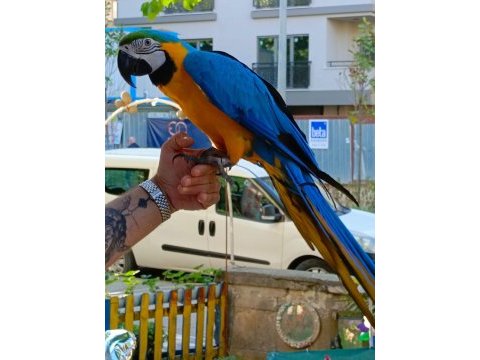 Full evcil sarı lacivert macaw papağanımız gelmiştir