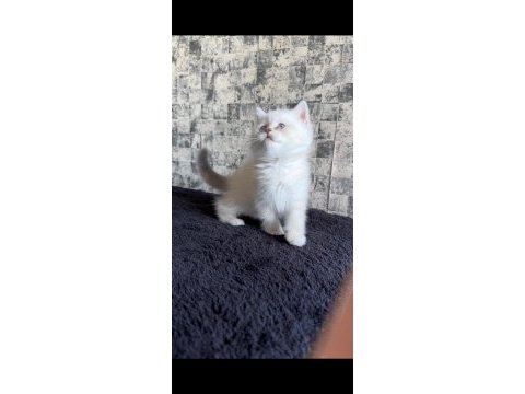British shorthair dişi kedimiz
