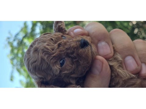 Teacup poodle aileden sahiplendirilecek baba kore