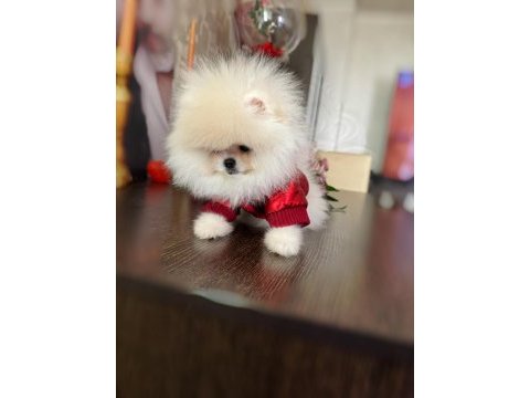 2 teacup pomeranian ayıcıklar