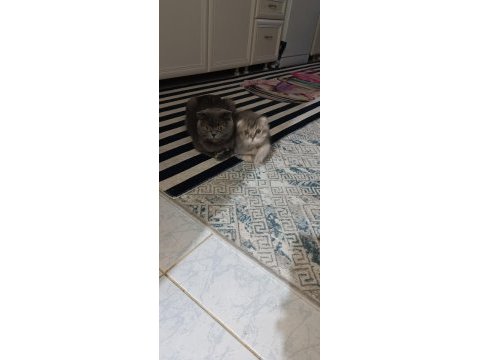 Scottish fold erkek yavru kedimiz