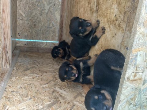 Şecereli babadan rezerveye açık rottweiler yavrular