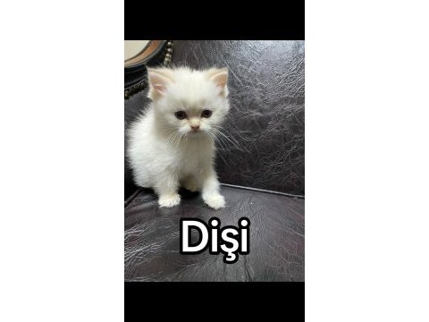 British shorthair yavrularımız