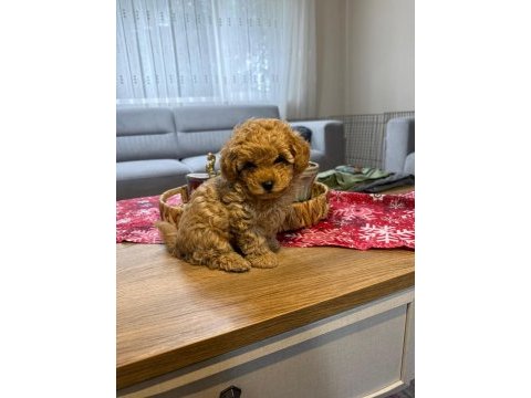 Kore poodle yavru