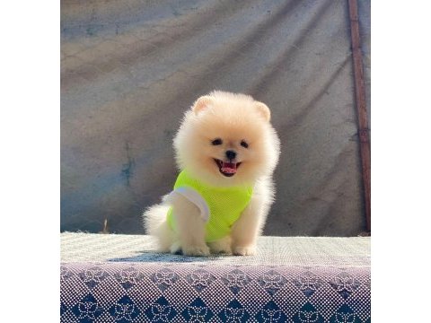 Orjinal güler yüzlü pomeranian yavrum
