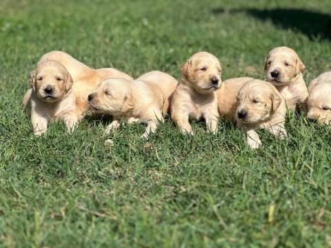 Safkan golden retriever yavrular