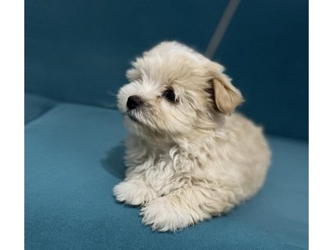 Böyle güzel maltipoo yavrum olsun istiyorsan ulaşabilirsin