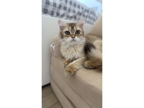 5 aylık dişi by11 semilong scr belgesi mevcut