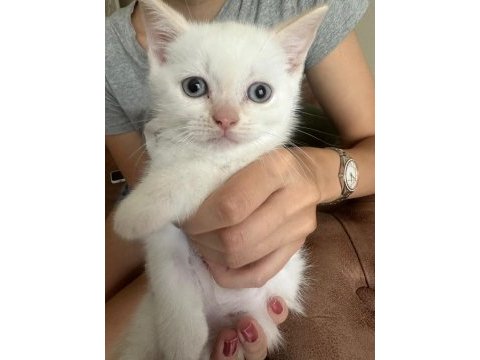 Beyaz british shorthair