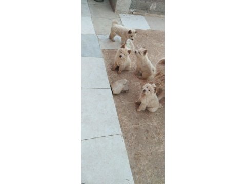 Chow chow