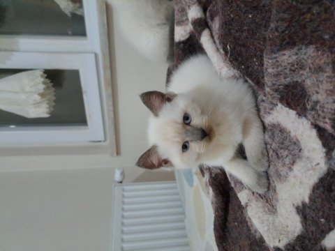 British shorthair ve scottish blue point yavrular