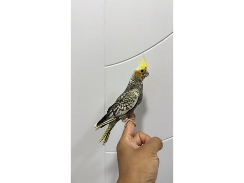 Sultan papağanı sahiplendirilecek