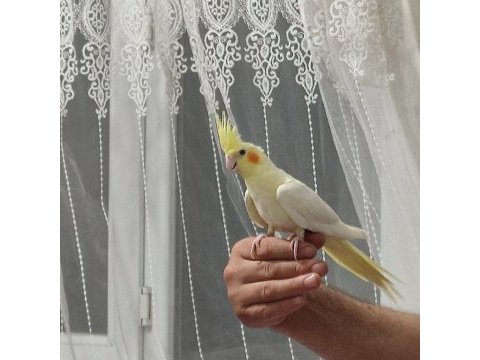Erkek sultan papağanı lutino konuşuyor 4 ve 5 aylık