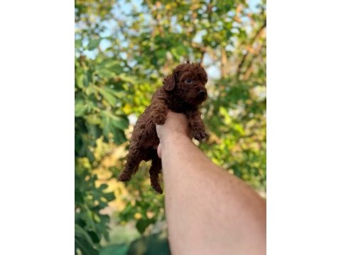 Poodle kıvırcıklarımız yeni ailelerini bekliyor