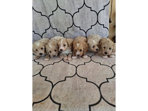 Sağlıklı orjinal maltipoo