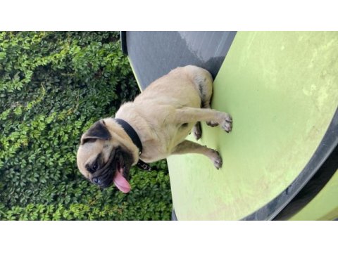 Safkan dişi pug gaziantep