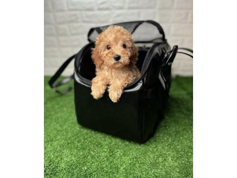 Çanta dolusu maltipoo yavruları