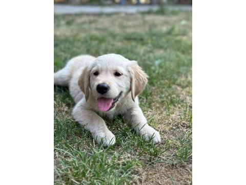Safkan golden retriever yavruları