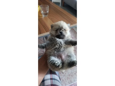 Pomeranian boo erkek ve dişi yavrularımız
