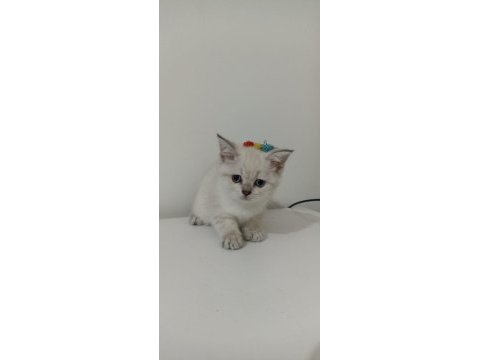 Ücretsiz british shorthair sahiplendirme