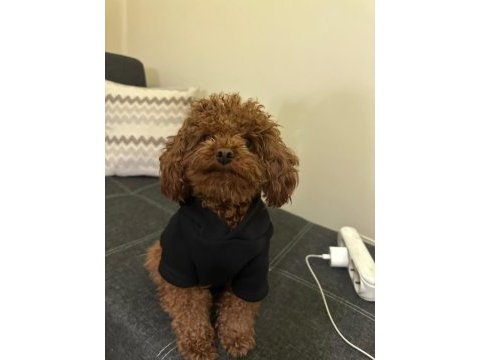 Kore poodle eşleşme ilanı