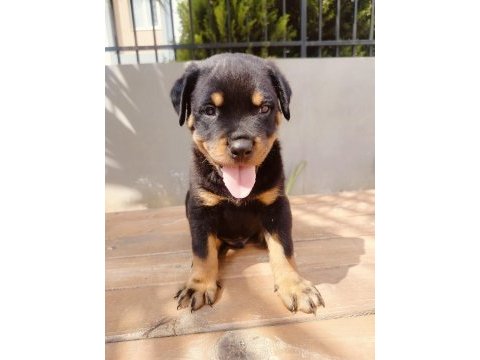 Koca kafalı rottweiler yavruları