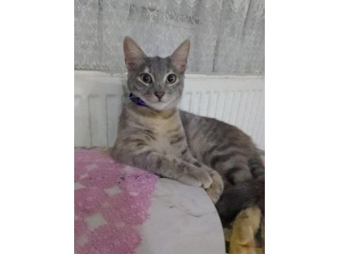 Kayıp kedimizin ilanı