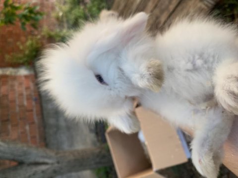 Hollanda lop ve teddy lop tavşan yavrularımız