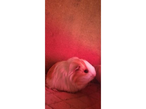 Sheltie ginepig