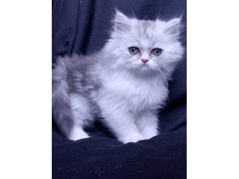 3 aylık tuvalet eğitimli persian yavru