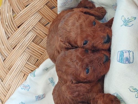 Toy poodle erkek