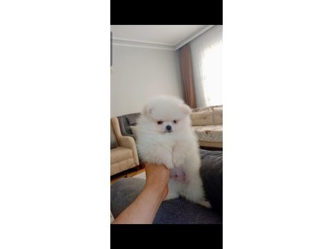 Pomeranian boo köpeğimiz