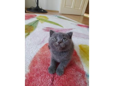 Son scottish fold yavrular