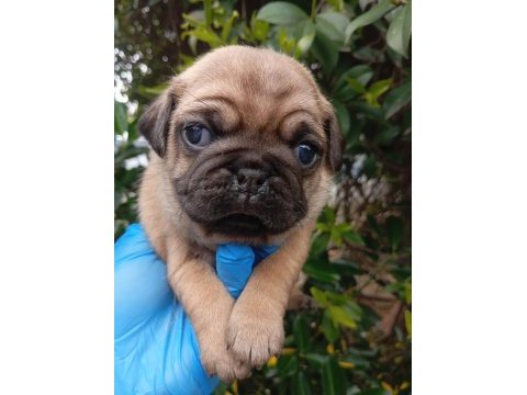 A kalite sıfır burun gül kuyruk pug bebekler