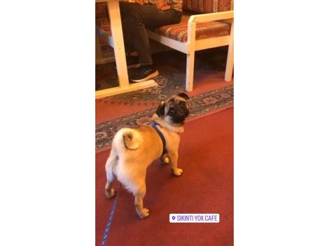 Safkan pug