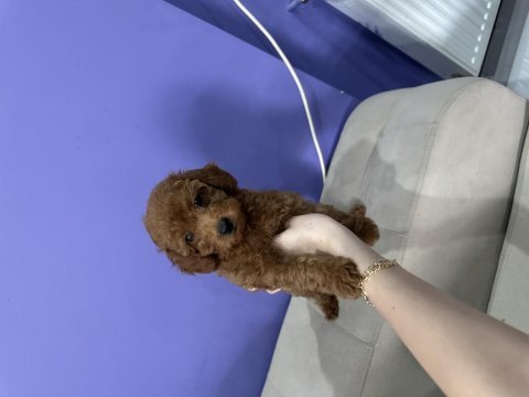 68 günlük erkek poodle