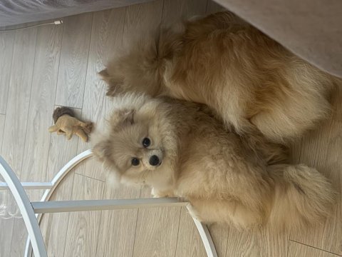 7 aylık dişi pomeranian