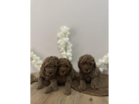 Wc eğitimli aşılı orjinal red brown toy poodle